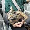 Oscar is registered to the contest to win money with this photo: cat, tabby_cat, pet, animal, person, hand, car_interior, seat_belt, green_shirt, lap, fur, whiskers, steering_wheel, seat, comfort, indoor, resting, closeup, casual, holding