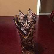 Oscar is registered to the contest to win money with this photo: kitten, cat, cowboy_boot, table, indoor, fur, ears, eyes, pet, curious, small, animal, feline, brown, leather, wood, decor, cute, playful, domestic