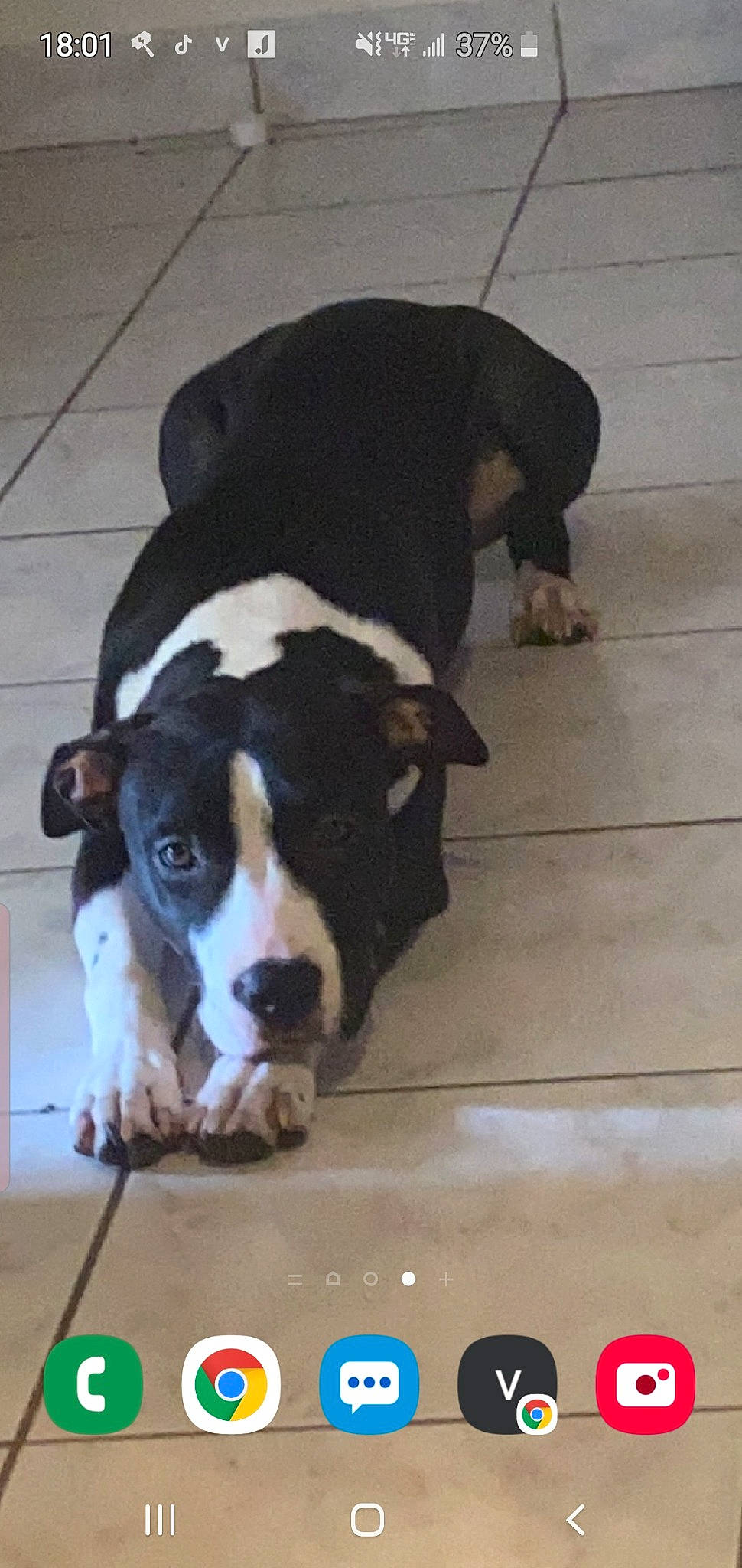 Rubis a rejoint le concours — aidez-le/la à gagner de superbes lots ! canidae, carnivore, companion_dog, dog, dog_breed, fawn, flooring, fur, guard_dog, hardwood, non_sporting_group, puppy, snout, sporting_group, tail, terrestrial_animal, whiskers, wood, working_animal, working_dog