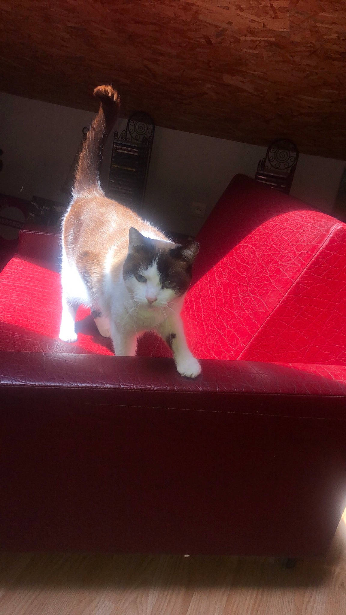 Miou a rejoint le concours — aidez-le/la à gagner de superbes lots ! box, carmine, carnivore, cat, comfort, companion_dog, domestic_short_haired_cat, fawn, felidae, flooring, fur, hardwood, paw, plant, room, small_to_medium_sized_cats, tail, tints_and_shades, whiskers, wood