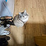 cat, blue_eyes, fluffy, wooden_floor, shoes, indoor, curious, pet, domestic_animal, shadow, flooring, footwear, loafers, sneakers, boots, looking_up, furniture, table_leg, light, shadow_play