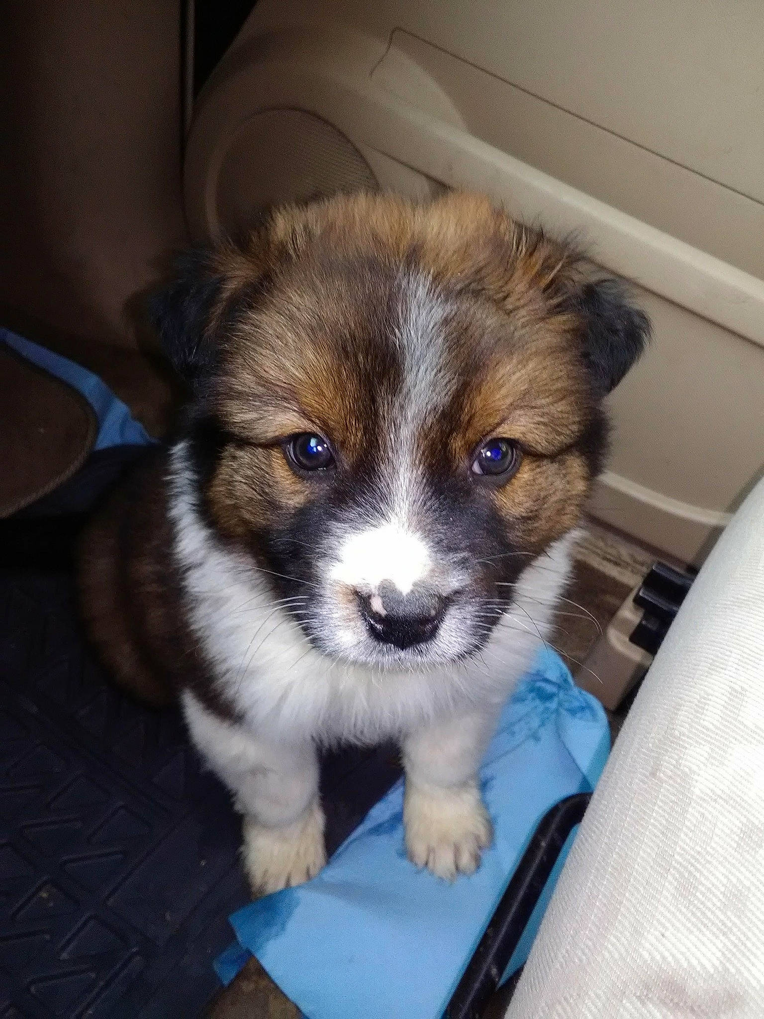 Maverick joined the competition — help win amazing prizes! canidae, carnivore, companion_dog, dog, dog_breed, fox_terrier, mammal, puppy, puppy_love, rare_breed_dog, shih_tzu, vertebrate