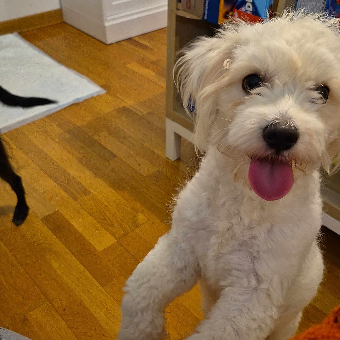 Ursul a rejoint le concours — aidez-le/la à gagner de superbes lots ! animal, architecture, bookcase, canine, couch, dog, furniture, hardwood, homedecor, indoors, interiordesign, pet, plywood, poodle, puppy, rug, shelf, terrier, whitedog, wood