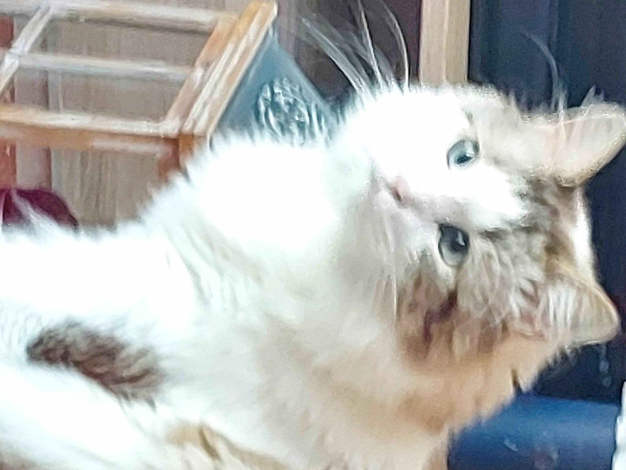 Théodore participe au concours pour gagner de l'argent avec cette photo : british_longhair, carnivore, cat, felidae, fur, paw, persian, ragdoll, small_to_medium_sized_cats, snout, tail, terrestrial_animal, whiskers, window