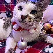 Milo is registered to the contest to win money with this photo: animal, cat, christmas, close_up, collar, curious, cute, festive, holiday_decorations, indoor, lying_down, ornament, pet, plaid_blanket, pom_poms, relaxed, soft_fur, tabby, whiskers, white_fur