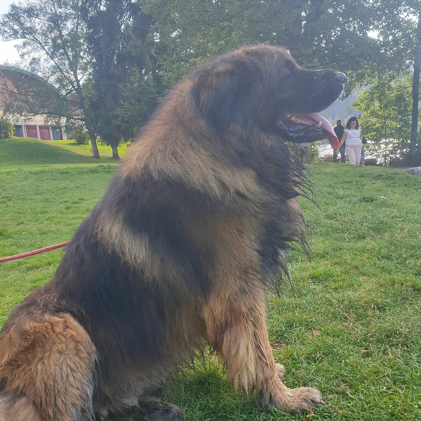 Oslo participe au concours pour gagner de l'argent avec cette photo : accessories, animal, bag, canine, collie, dog, face, germanshepherd, goldenretriever, grass, handbag, head, hound, lawn, person, pet, plant, policedog, puppy, terrier