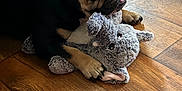 Harley is registered to the contest to win money with this photo: dog, blanket, plush_toy, wooden_floor, indoor, pet, animal, cute, resting, lying_down, black_and_tan, stuffed_animal, cozy, paw, fur, snuggle, home, companion, comfort, relaxed