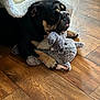dog, blanket, plush_toy, wooden_floor, indoor, pet, animal, cute, resting, lying_down, black_and_tan, stuffed_animal, cozy, paw, fur, snuggle, home, companion, comfort, relaxed