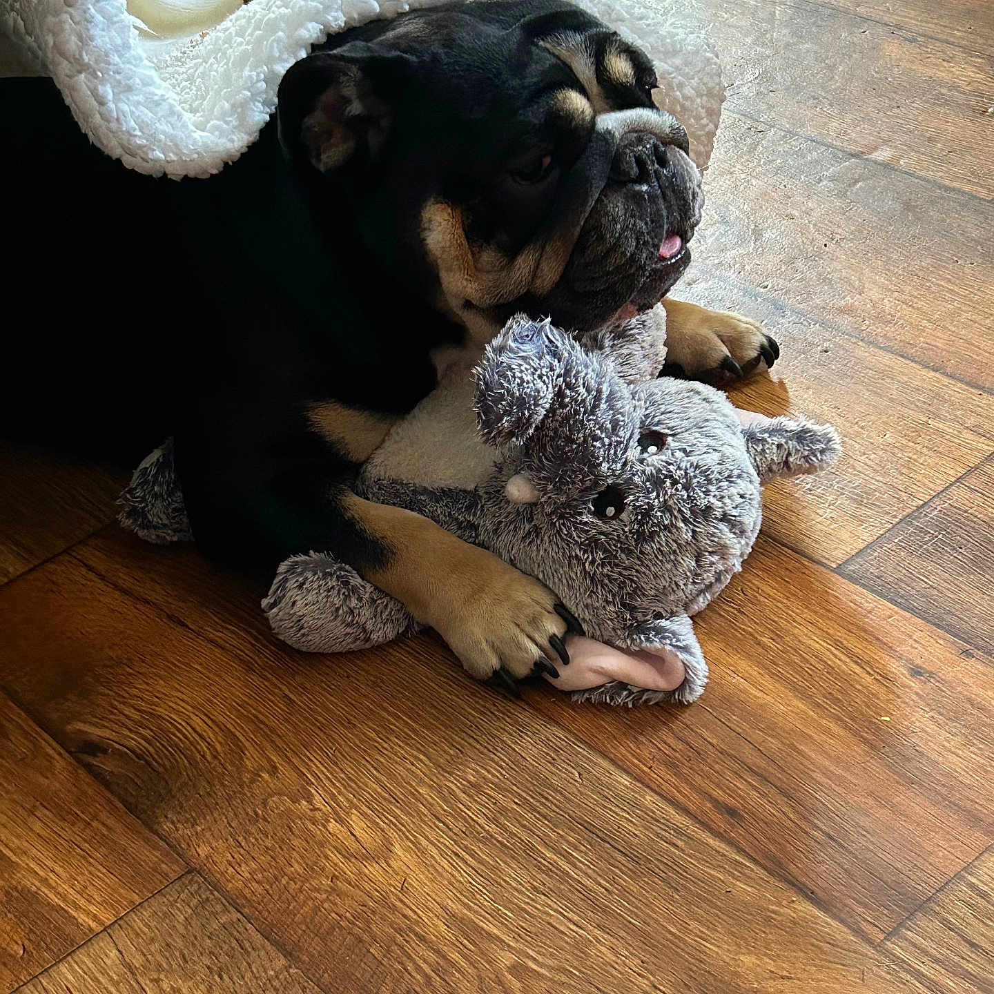 Harley is registered to the contest to win money with this photo: animal, black_and_tan, blanket, comfort, companion, cozy, cute, dog, fur, home, indoor, lying_down, paw, pet, plush_toy, relaxed, resting, snuggle, stuffed_animal, wooden_floor