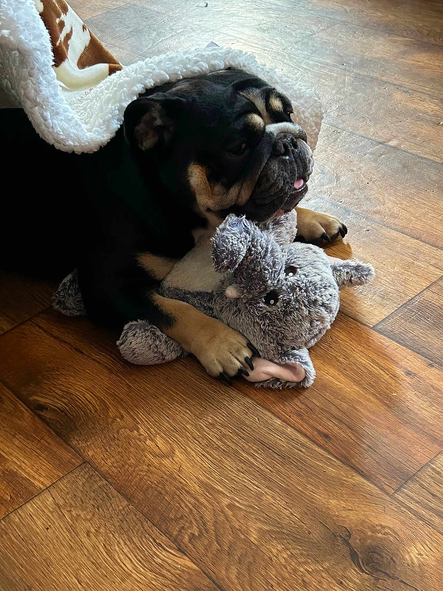 Harley is registered to the contest to win money with this photo: dog, blanket, plush_toy, wooden_floor, indoor, pet, animal, cute, resting, lying_down, black_and_tan, stuffed_animal, cozy, paw, fur, snuggle, home, companion, comfort, relaxed