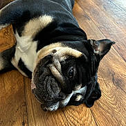 Harley joined the competition — help win amazing prizes! dog, pug, pet, animal, lying_down, wooden_floor, black, tan, face, ears, fur, domestic_animal, cute, relaxed, sleepy, indoor, portrait, companion, mammal, closeup