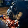 Harley joined the competition — help win amazing prizes! dog, close_up, wrinkles, blanket, indoor, brown, black, pet, animal, face, fur, cozy, looking, side_view, expression, home, soft_light, background, floor, toy