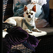 Tango a rejoint le concours — aidez-le/la à gagner de superbes lots ! dog, chihuahua, small_dog, pet, animal, sitting, lying_down, harness, white_fur, brown_ears, pointed_ears, face, eyes, nose, sunlight, cushion, buddha_pillow, patio, woven_furniture, houseplant