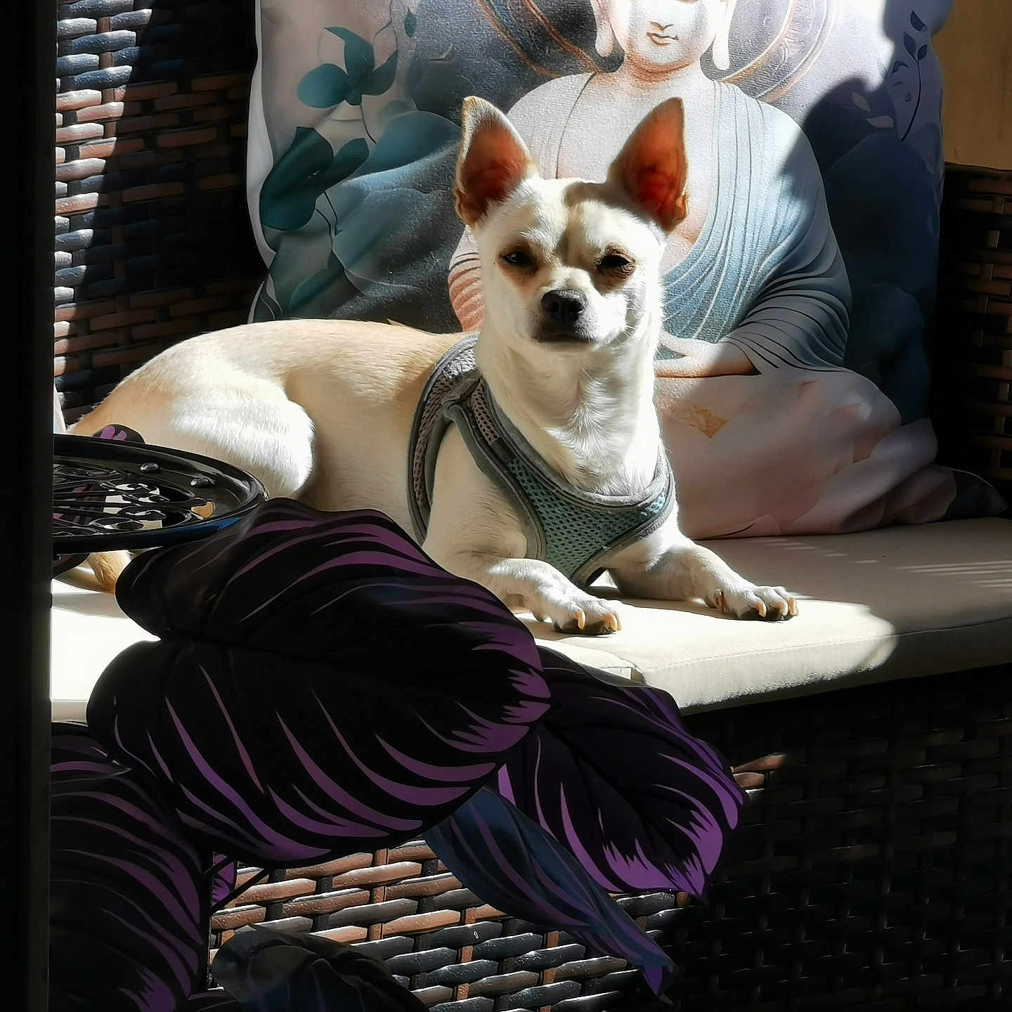 Tango a rejoint le concours — aidez-le/la à gagner de superbes lots ! dog, chihuahua, small_dog, pet, animal, sitting, lying_down, harness, white_fur, brown_ears, pointed_ears, face, eyes, nose, sunlight, cushion, buddha_pillow, patio, woven_furniture, houseplant