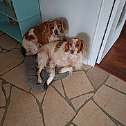 Ina participe au concours pour gagner de l'argent avec cette photo : animal, brown_and_white_dog, canine, companion, corner, cute, dog, dog_bed, domestic_animal, floor, fur, home, indoor, looking_up, pets, quiet, relaxed, resting, tile_floor, two_dogs
