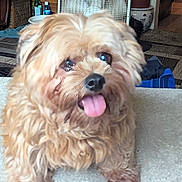 Rosie joined the competition — help win amazing prizes! dog, tongue_out, fluffy, curly_hair, indoor, carpet, fan, household_items, brown, pet, cute, animal, playful, close_up, furniture, happy, tongue, small_dog, companion, domestic
