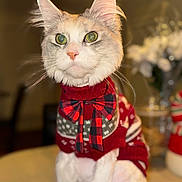 Little Lady is registered to the contest to win money with this photo: animal, cat, closeup, cute, domestic_cat, festive, fluffy, furry, holiday, indoor, pet, plaid_bow, portrait, red_sweater, soft_focus, table, tufted_ears, warm_lighting, whiskers, white_fur