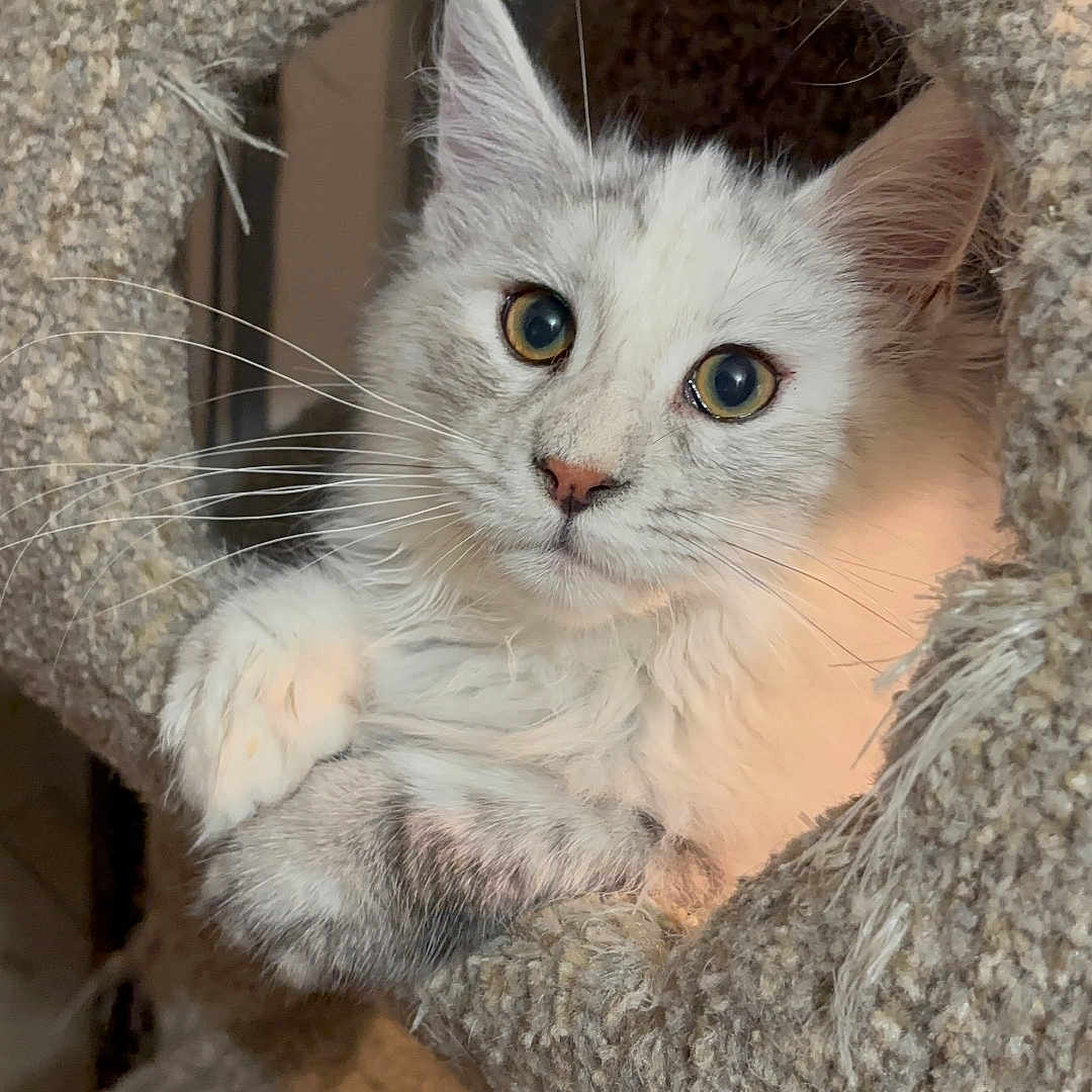 Roxann is registered to the contest to win money with this photo: cat, kitten, pet, animal, fur, whiskers, eyes, ears, cat_tree, carpeted, indoor, cute, curious, cozy, resting, paw, feline, household, closeup, portrait