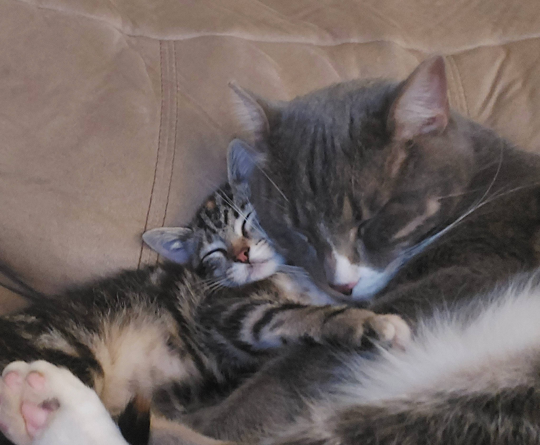 Buddy And Wittle One