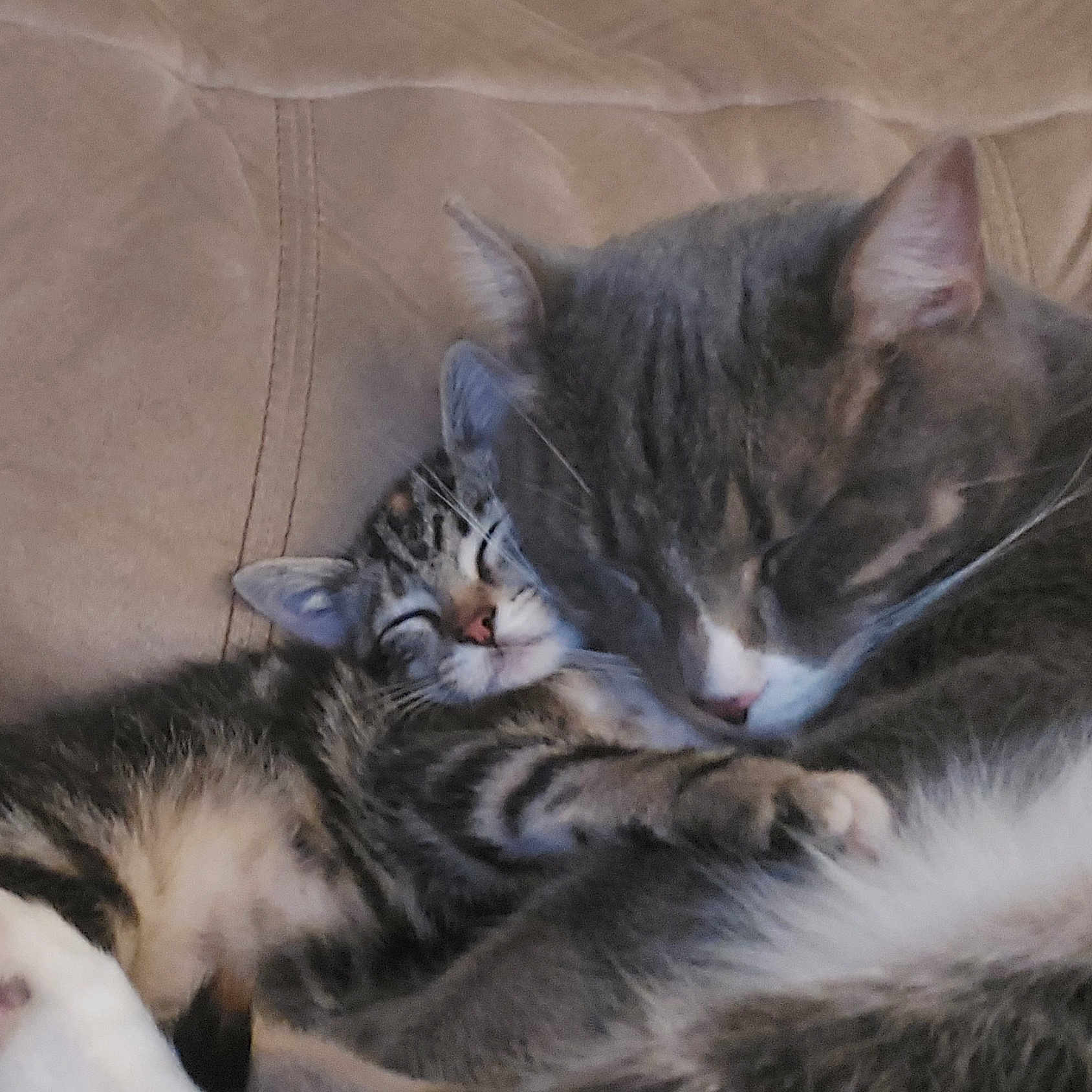 Buddy And Wittle One