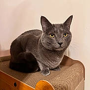 Smoky joined the competition — help win amazing prizes! animal, cardboard, cat, close_up, companion, cute, domestic_cat, ears, feline, fur, gray_cat, household, indoor, looking_away, paws, pet, resting, scratch_pad, whiskers, yellow_eyes