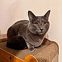 animal, cardboard, cat, close_up, companion, cute, domestic_cat, ears, feline, fur, gray_cat, household, indoor, looking_away, paws, pet, resting, scratch_pad, whiskers, yellow_eyes