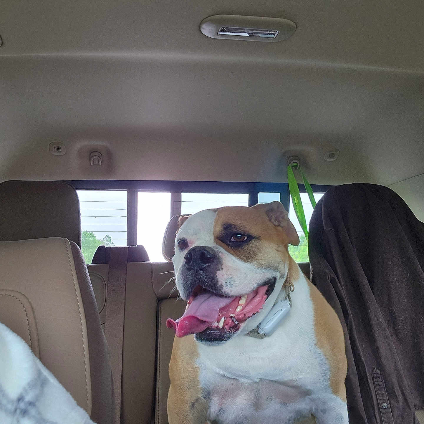 Piper joined the competition — help win amazing prizes! animal, backseat, bulldog, canine, car_interior, collar, companion, dog, domestic_animal, happy, jacket, leash, mammal, pet, resting, seat, tongue_out, transportation, travel, window
