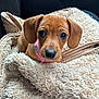 puppy, dog, brown, blanket, fluffy, car_seat, pet, cute, animal, fur, collar, indoors, snuggled, young, portrait, looking, ears, nose, small, soft