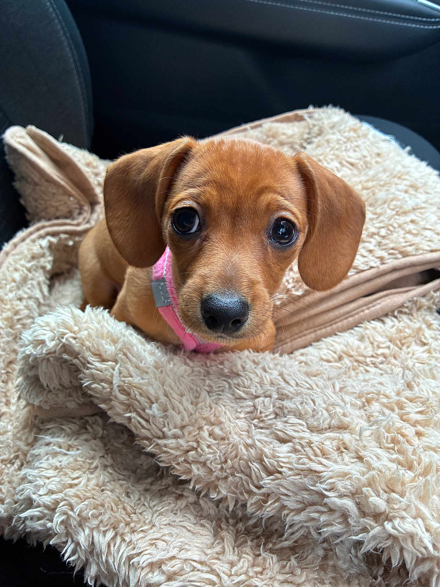 Winnie joined the competition — help win amazing prizes! puppy, dog, brown, blanket, fluffy, car_seat, pet, cute, animal, fur, collar, indoors, snuggled, young, portrait, looking, ears, nose, small, soft