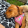 puppy, dog, sleeping, pink_harness, blanket, person, shirt, patterned_clothing, outdoor, grass, bench, closeup, cute, resting, brown_dog, pet, animal, nap, cozy, fur