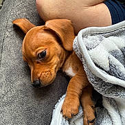Winnie joined the competition — help win amazing prizes! puppy, dog, blanket, sleepy, cozy, brown_fur, paw, nose, ear, human_arm, resting, soft_texture, indoor, pet, comfort, closeup, relaxation, fur, animal, cuddle