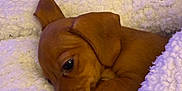 Winnie joined the competition — help win amazing prizes! puppy, dog, brown_puppy, blanket, white_blanket, cozy, sleepy, cute, paw, fur, resting, indoor, hand, soft_texture, snuggled, close_up, pet, animal, domestic_animal, comfort