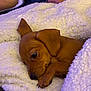 puppy, dog, brown_puppy, blanket, white_blanket, cozy, sleepy, cute, paw, fur, resting, indoor, hand, soft_texture, snuggled, close_up, pet, animal, domestic_animal, comfort
