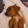 puppy, dog, brown, blanket, fluffy, cute, pet, indoor, lying_down, fur, animal, relaxed, cozy, small_paws, soft, side_view, young, domestic_animal, resting, companion