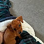 Winnie is registered to the contest to win money with this photo: puppy, dog, brown, small, cute, blanket, plaid, fabric, carpet, indoor, pet, fur, ears, eyes, looking, cozy, animal, young, sitting, head_tilt