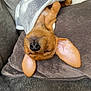 Winnie is registered to the contest to win money with this photo: puppy, dog, sleeping, blanket, couch, ears, nose, cozy, indoor, pet, fur, resting, closeup, soft, cute, relaxed, home, animal, mammal, canine