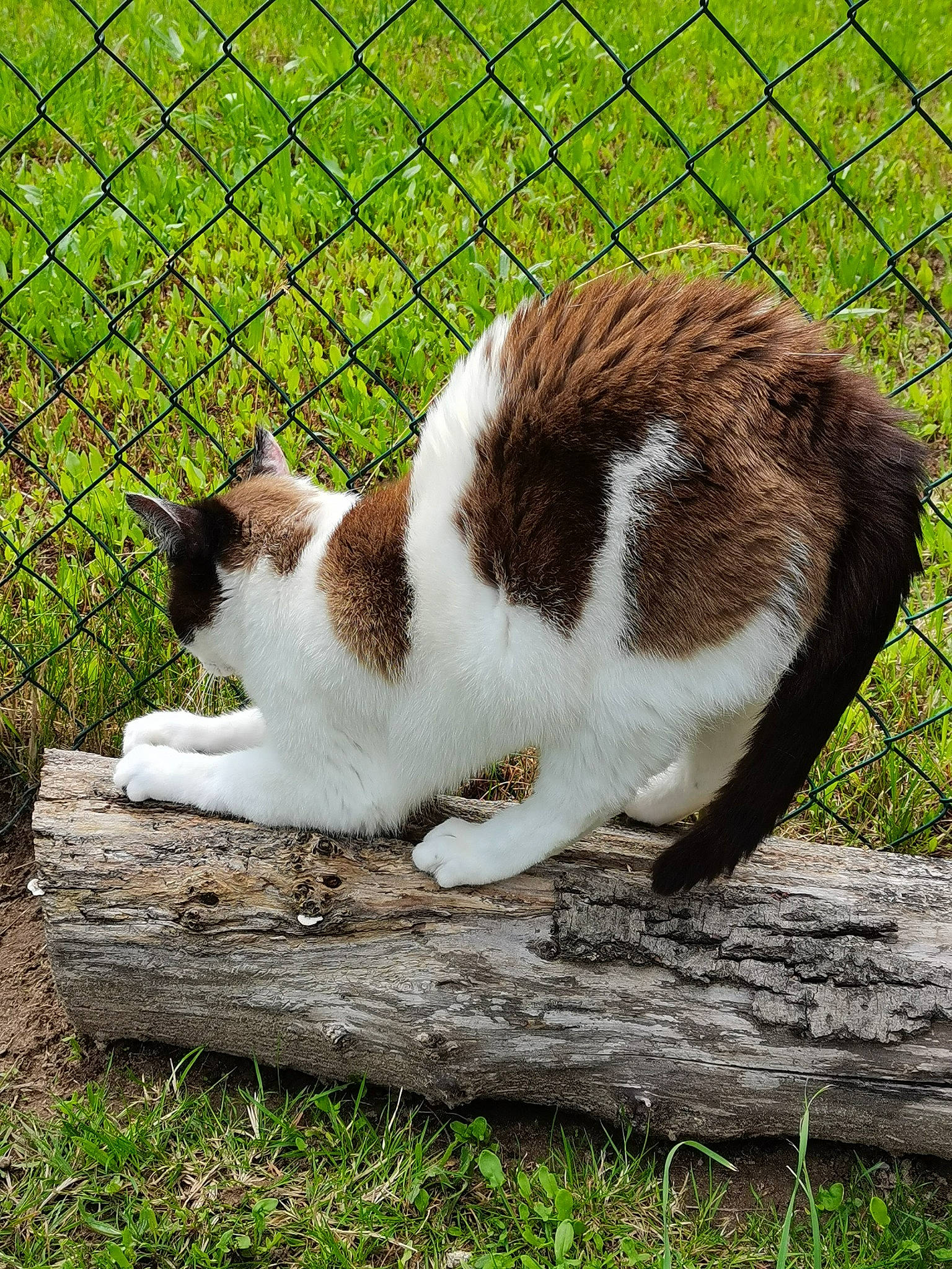 Féline a rejoint le concours — aidez-le/la à gagner de superbes lots ! carnivore, cat, companion_dog, domestic_short_haired_cat, felidae, fence, fur, grass, groundcover, herb, home_fencing, mesh, plant, small_to_medium_sized_cats, tail, terrestrial_animal, tree, whiskers, wire_fencing, wood