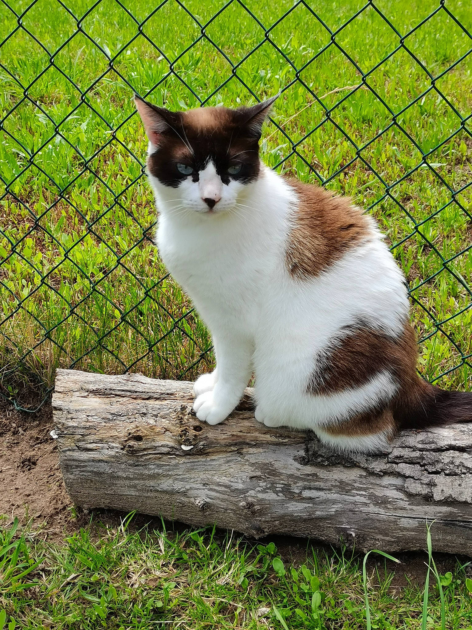 Féline participe au concours pour gagner de l'argent avec cette photo : art, carnivore, cat, chain_link_fencing, domestic_short_haired_cat, fawn, felidae, fence, fur, grass, mesh, plant, sitting, small_to_medium_sized_cats, tail, terrestrial_animal, tree, whiskers, wire_fencing, wood