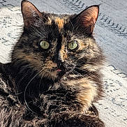 Effie joined the competition — help win amazing prizes! animal, cat, closeup, cute, ears, eyes, feline, fluffy, fur, indoor, mammal, pattern, pet, portrait, relaxed, rug, sunlight, tongue, tortoiseshell, whiskers