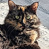 cat, tortoiseshell, fluffy, fur, whiskers, ears, eyes, tongue, pet, animal, indoor, rug, pattern, sunlight, closeup, portrait, cute, relaxed, feline, mammal