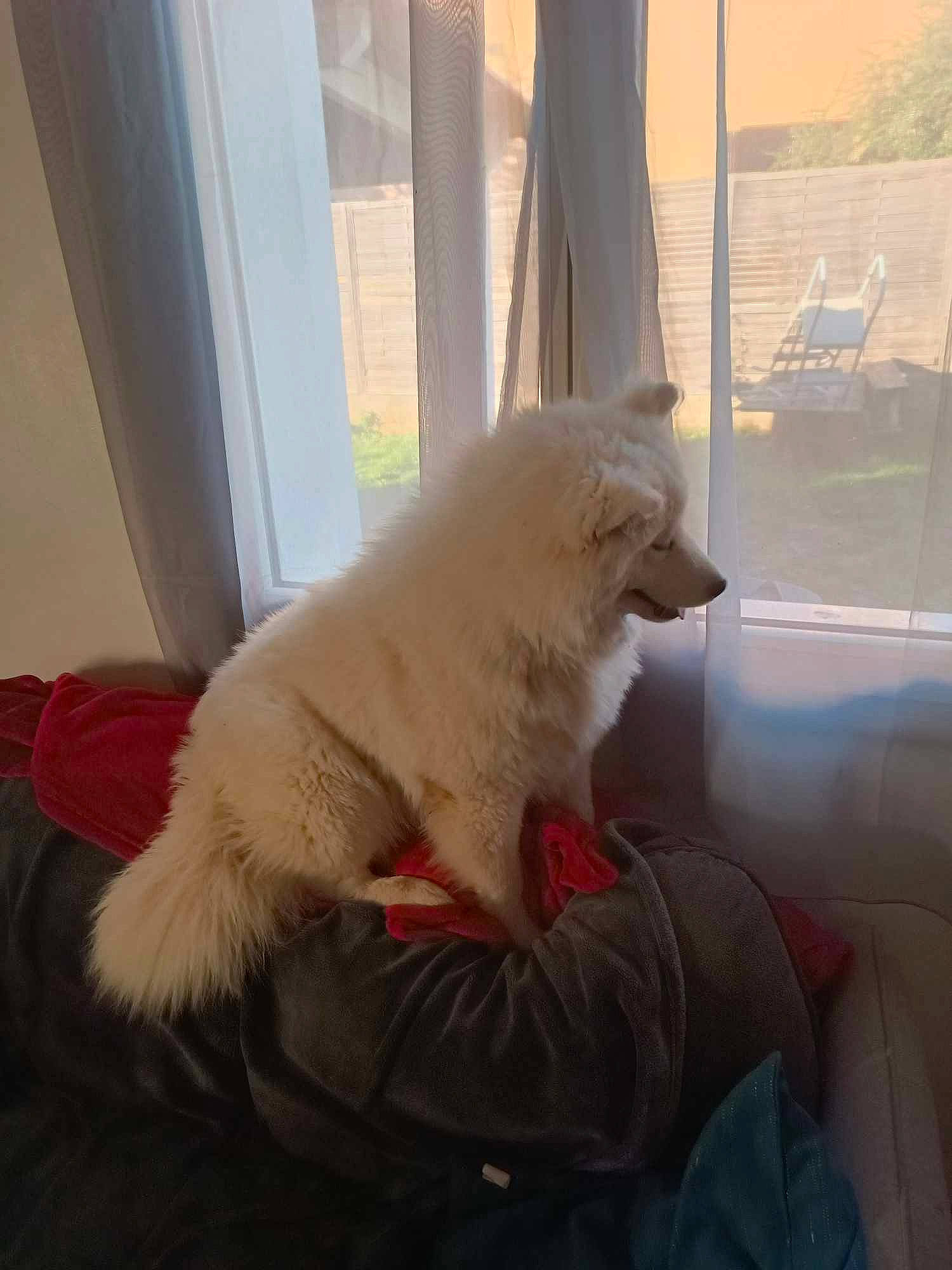 Toundra participe au concours pour gagner de l'argent avec cette photo : canidae, carnivore, comfort, companion_dog, dog, dog_breed, fawn, felidae, flooring, fur, paw, plant, small_to_medium_sized_cats, snout, spitz, sporting_group, tail, tints_and_shades, whiskers, window