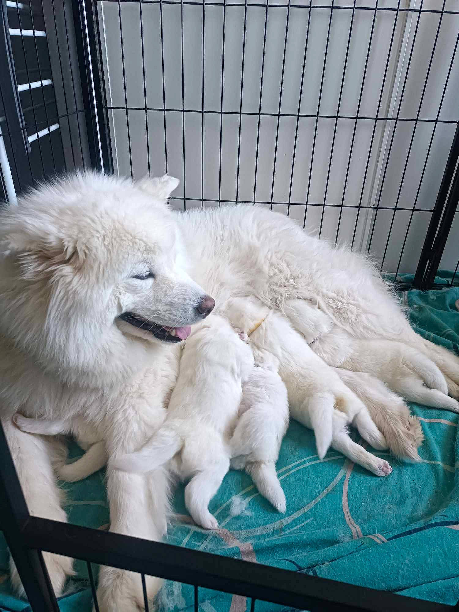 Toundra a rejoint le concours — aidez-le/la à gagner de superbes lots ! ancient_dog_breeds, canidae, canis, carnivore, companion_dog, dog, dog_breed, fang, fence, fur, german_spitz_mittel, non_sporting_group, spitz, sporting_group, working_dog