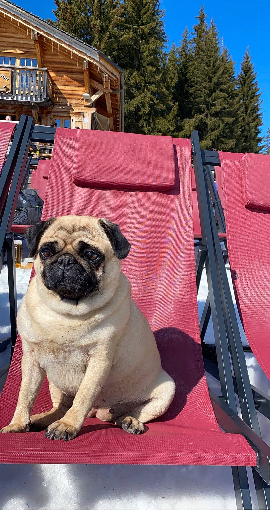 Yuna a rejoint le concours — aidez-le/la à gagner de superbes lots ! ancient_dog_breeds, automotive_tire, automotive_wheel_system, canidae, carnivore, companion_dog, dog, dog_breed, fawn, grass, magenta, non_sporting_group, pug, sky, snout, sporting_group, toy_dog, tree, working_animal, wrinkle