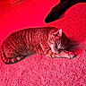 Mini joined the competition — help win amazing prizes! cat, sleeping, orange_tabby, carpet, indoor, pet, fur, resting, cozy, animal, paw, whiskers, ear, quiet, relaxation, home, nap, striped, feline, soft