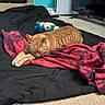 Mini joined the competition — help win amazing prizes! cat, orange_tabby, sleeping, blanket, red_clothing, teddy_bear, blue_toy, carpet, indoor, furniture, television, room, relaxing, cozy, home, pet, animal, resting, fur, domestic