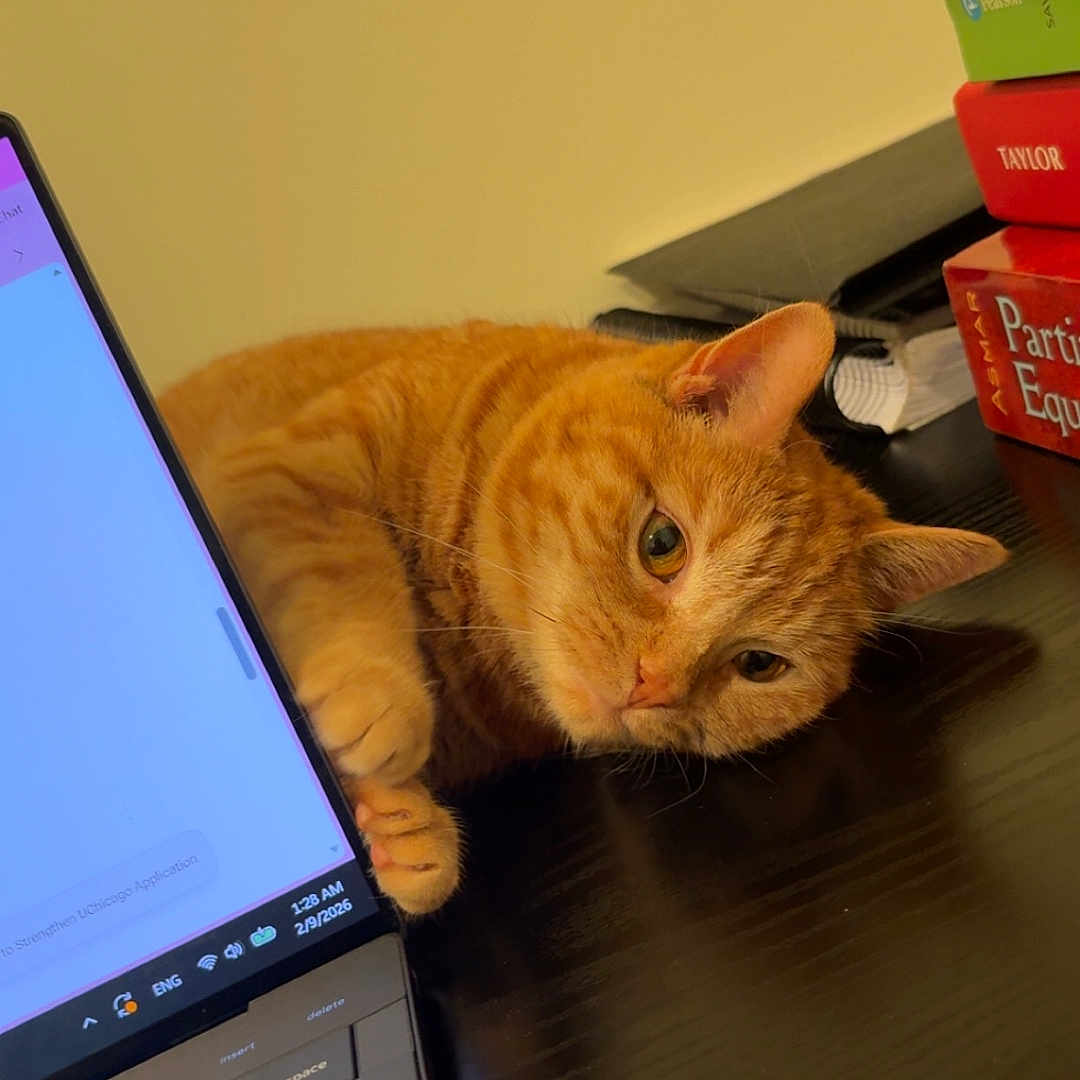 Mini is registered to the contest to win money with this photo: cat, orange_tabby, laptop, desk, books, paw, curious, indoor, technology, feline, resting, wooden_surface, closeup, pet, cozy, stack_of_books, computer, home_office, cute, relaxed