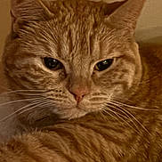 Mini joined the competition — help win amazing prizes! cat, orange_tabby, feline, pet, indoor, close_up, fur, whiskers, relaxed, animal, mammal, sleeping_area, cozy, soft_texture, resting, portrait, cute, domestic_animal, warm_lighting, calm