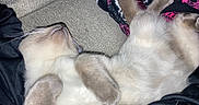 Kyo is registered to the contest to win money with this photo: animal, blanket, cat, close_up, couch, cozy, cute, feline, fur, fur_pattern, indoor, lying_down, paws, pet, relaxed, resting, sleeping, soft, tail, whiskers