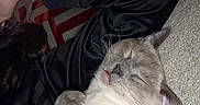 Kyo joined the competition — help win amazing prizes! cat, sleeping, pet, relaxed, fur, whiskers, carpet, indoor, cozy, animal, cute, domestic_animal, resting, mammal, closeup, paw, ears, face, person, clothing