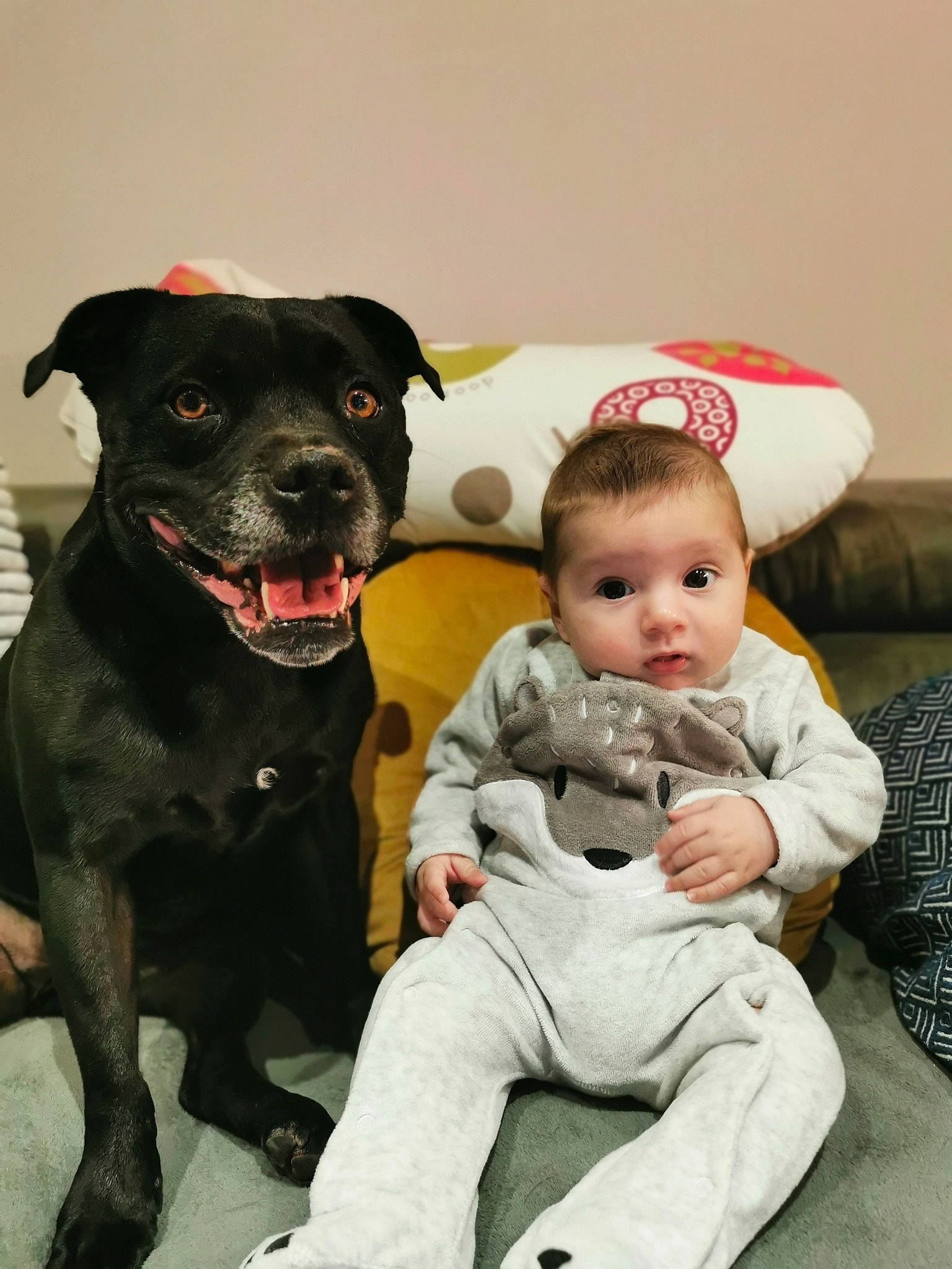 Milan a rejoint le concours — aidez-le/la à gagner de superbes lots ! baby, baby_toddler_clothing, carnivore, collar, comfort, companion_dog, couch, dog, dog_breed, dog_collar, eye, fawn, fur, happy, head, person, sitting, snout, toddler, whiskers